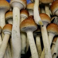 Buy Psilocybin mushrooms