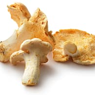 Buy Hedgehog Mushrooms