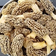 Buy Morel Mushrooms Online