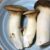 White Trumpet Mushrooms